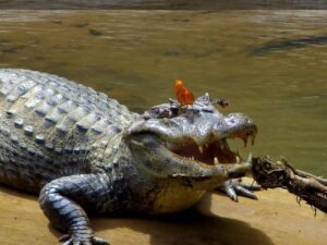 Сентиментальный крокодил фото